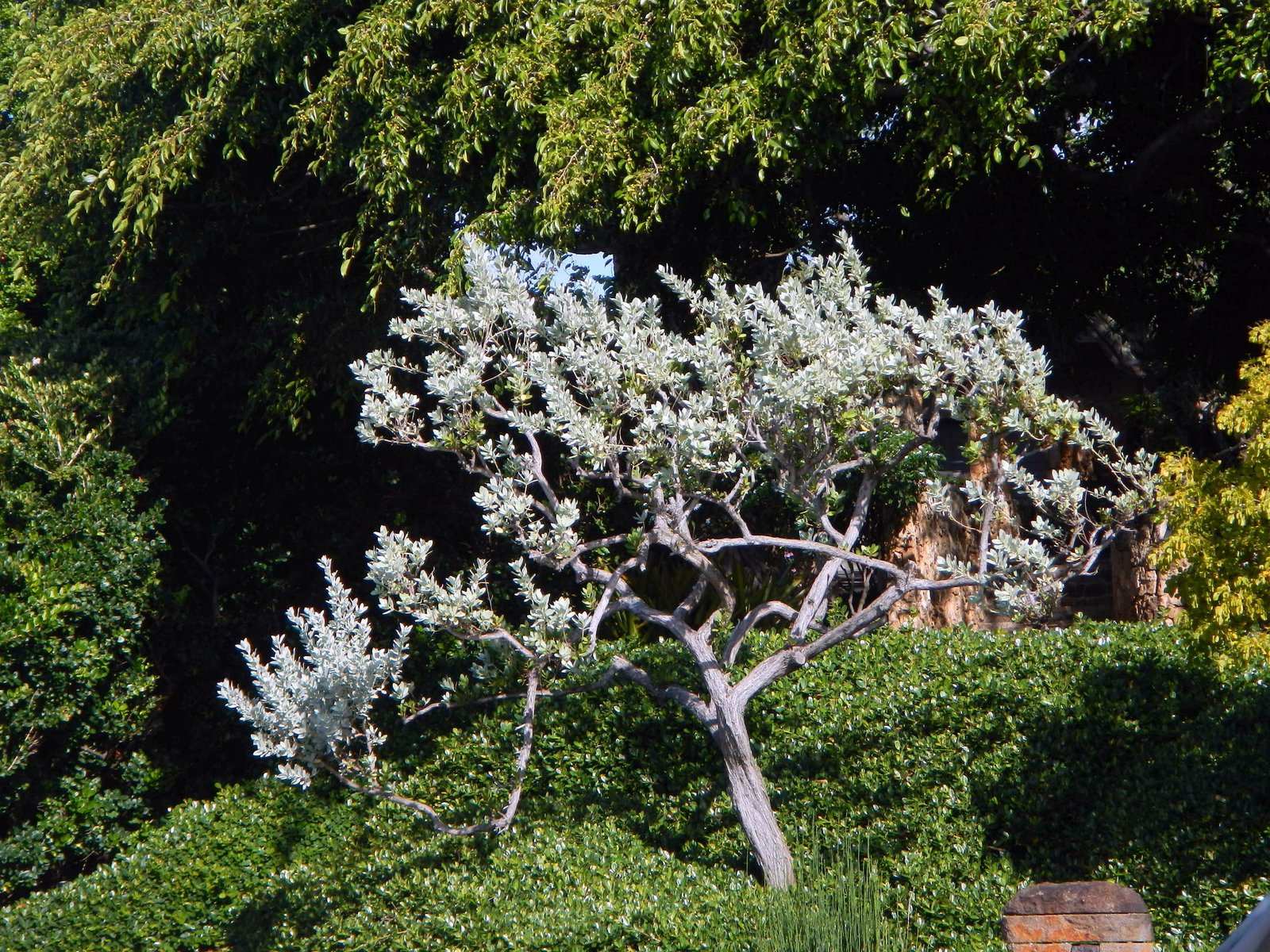 HB- silver bttnwd tree -landscape