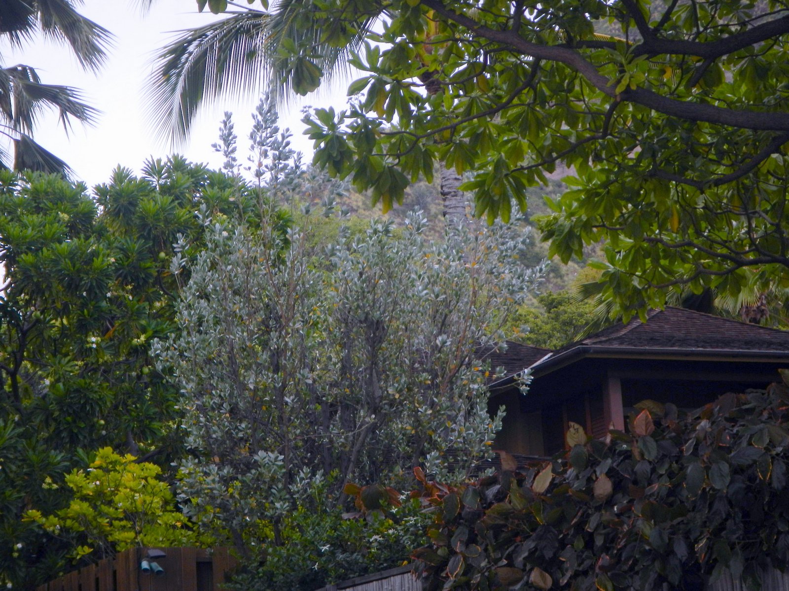 HB-silver buttonwood tree