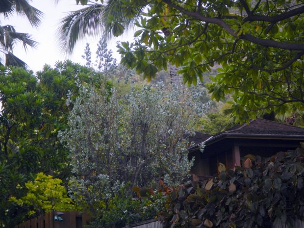 HB-silver buttonwood tree