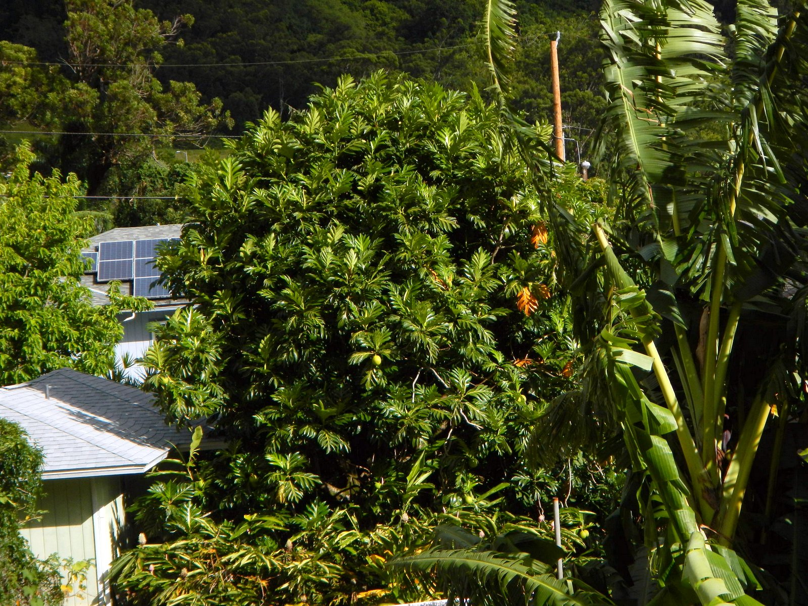 Ulu or Breadfruit Tree