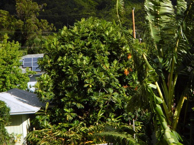 Ulu or Breadfruit Tree